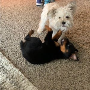 Meet your Posher, Tamra